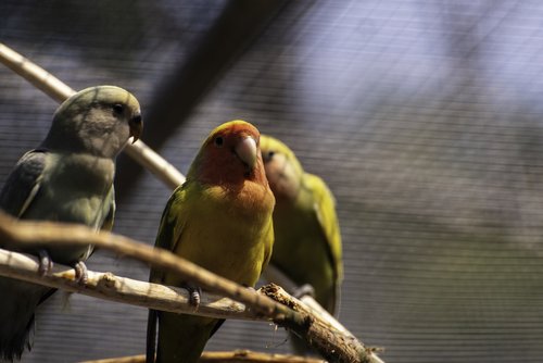 bird  parrot  nature