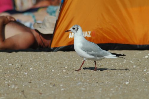 bird  beach  water