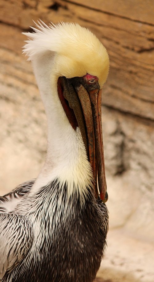 bird  animal  feather