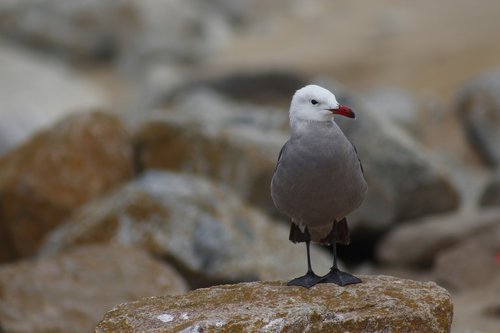 bird  sea  seagull