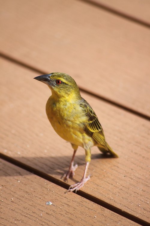 bird  yellow  plumage