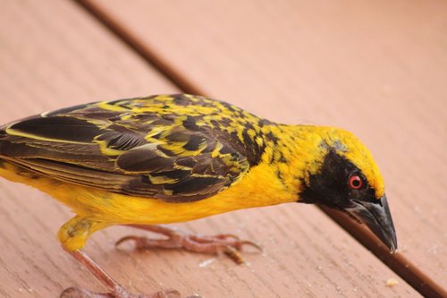 bird  yellow  bill