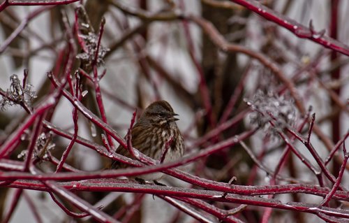 bird  ice storm  winter