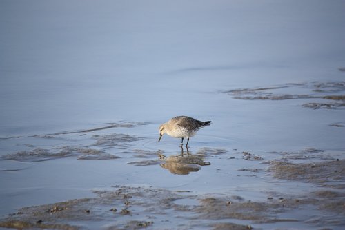 bird  wadden sea  coast