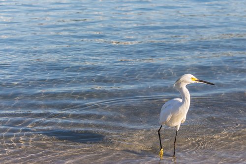 bird  nature  heron