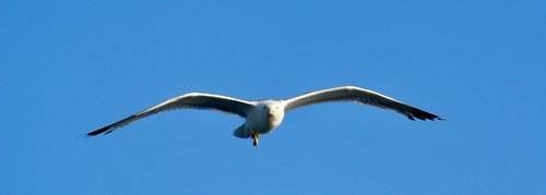 bird  seagull  nature