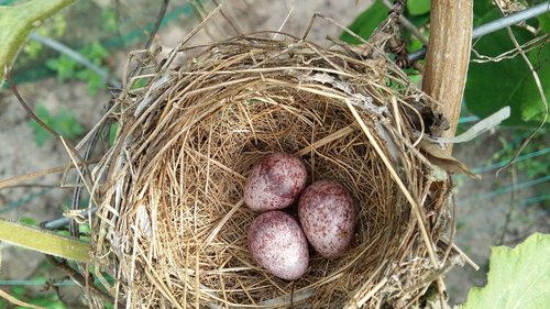 bird  bird eggs  eggs