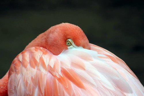 bird  pink  flamingo