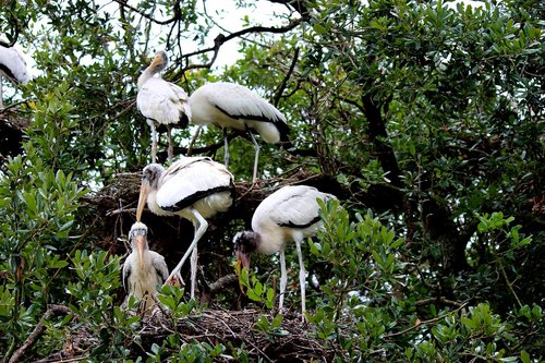 bird  nest  pelican