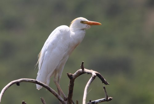 bird  nature  animal