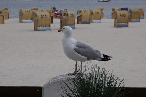 bird  seagull  animal