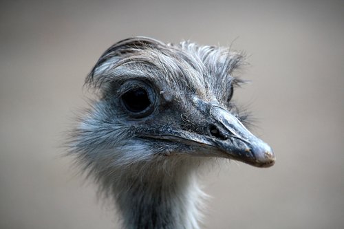 bird  head  emu