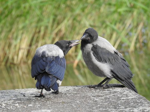 bird  crow  feather