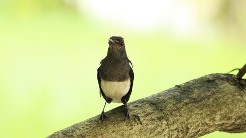 bird  robin  nature