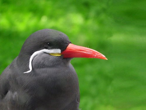 bird  field  nature