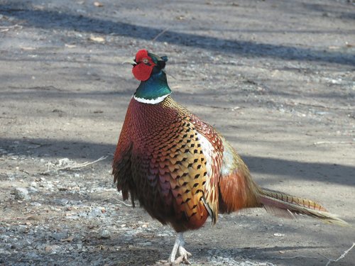 bird  pheasant  nature