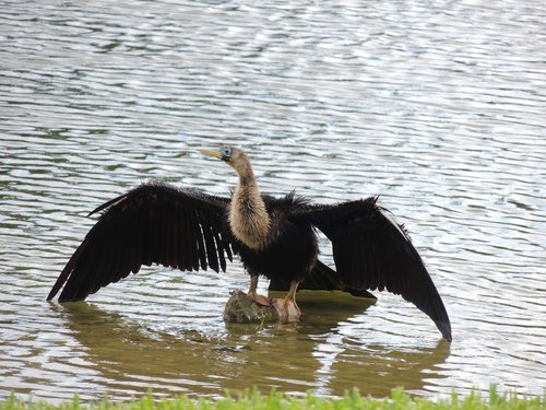 bird  feathers  lake