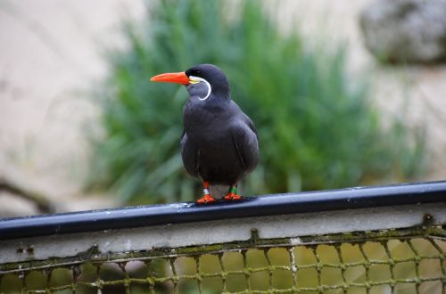 inca tern larosterna inca tern