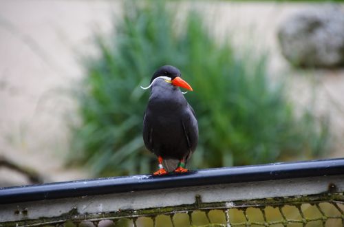 inca tern larosterna inca tern