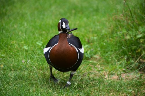 bird animal duck