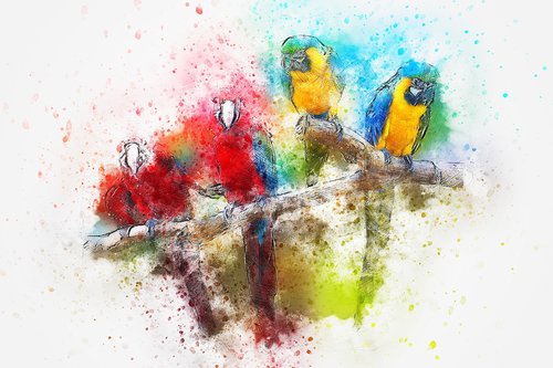 bird  parrot  feathers