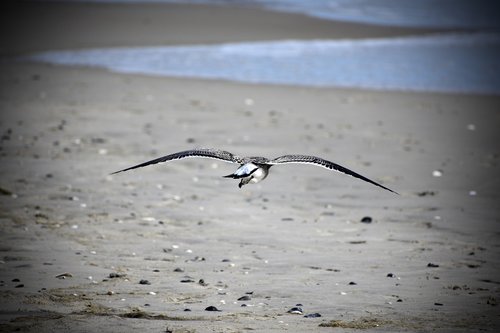 bird  gull  seagull