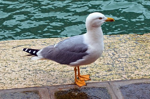 bird  seagull  wings