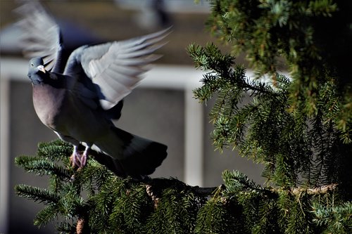 bird  dove  flight