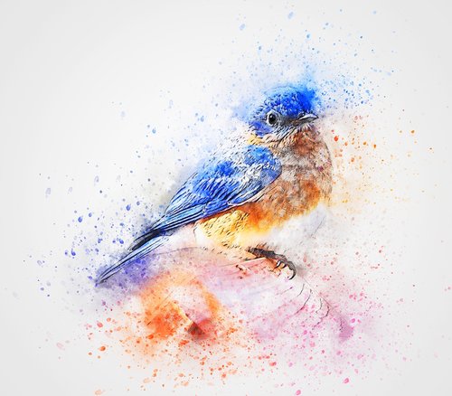 bird  blue  feathers