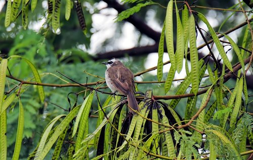 bird  perched  wet