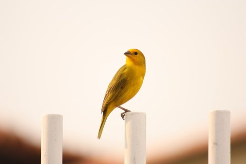 bird  loneliness  landscape