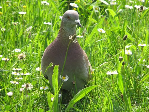 bird  pigeon  grass