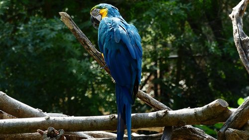 bird  parrot  blue