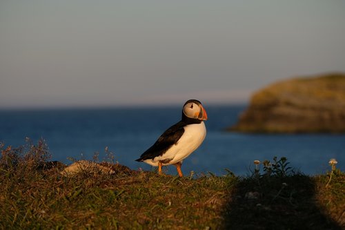 bird  puffin  sea