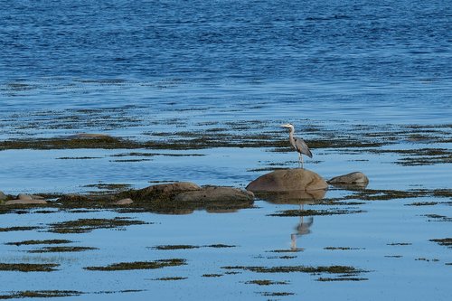 bird  heron  beach