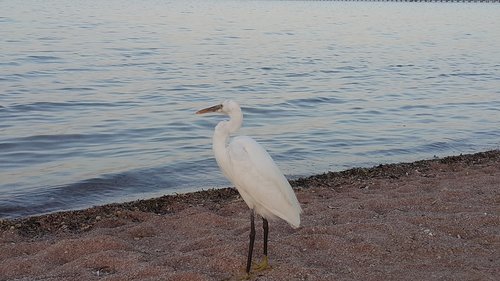 bird  sea  holidays