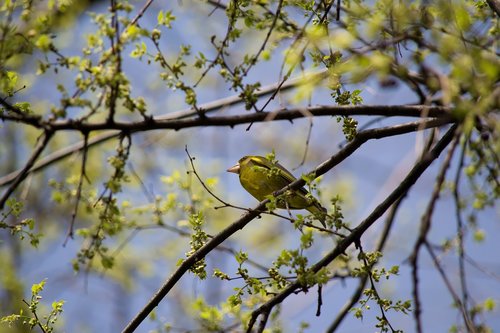 bird  yellow  spring
