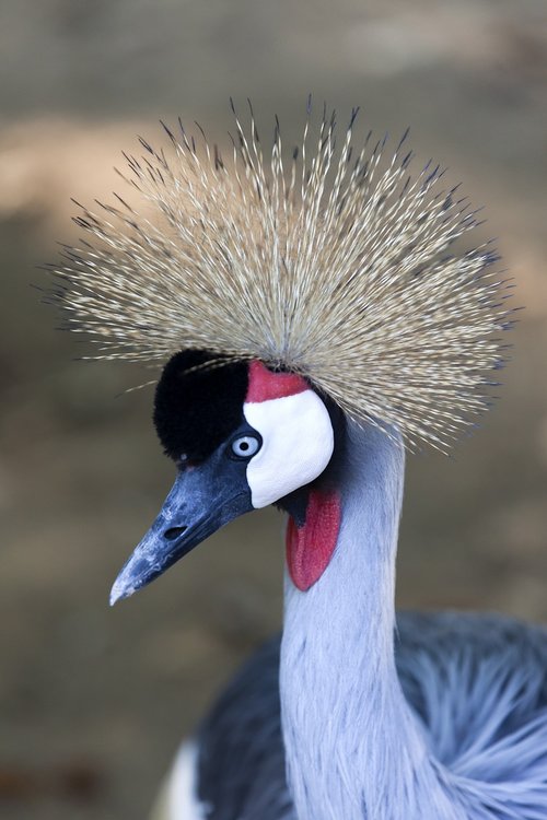 bird  grey crowned crane  headdress