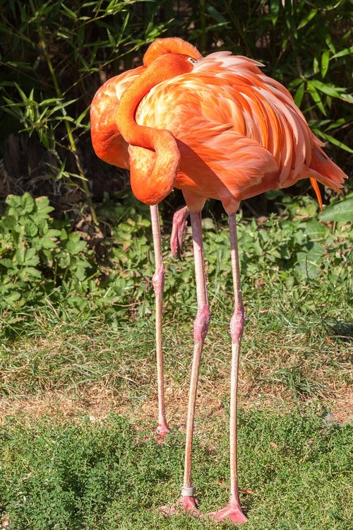bird  flamingos  pink
