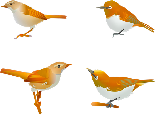 bird  songbird  sprint