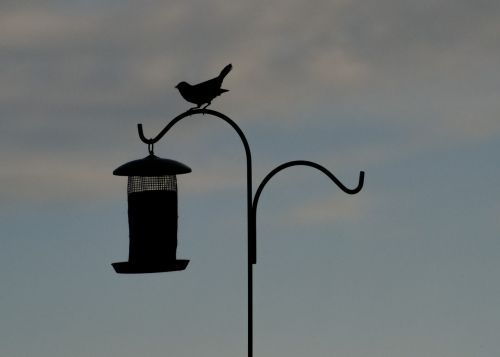 bird silhouette bird feeder