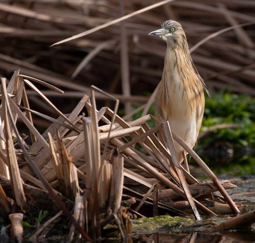 bird  nature  birdwatching