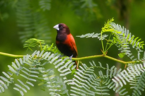 bird  wild  wildlife