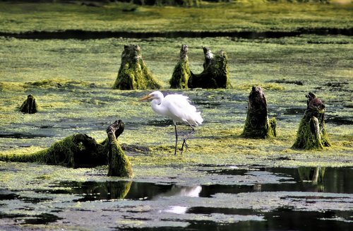 bird  wild  wildlife