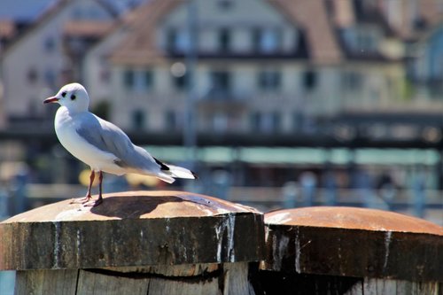 bird  sitting  seagull