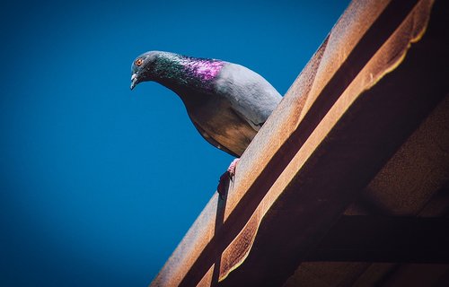 bird  pigeon  animal