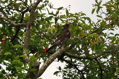 bird  tree  nature