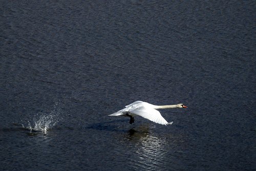 bird  swan  water