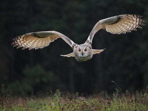 bird  animal  owl