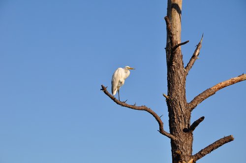 bird  heron  tree